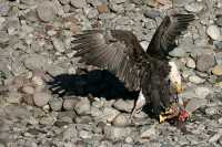 Bald Eagle Feeding On Salmon, Squamish, British Columbia, Canada CM11-11