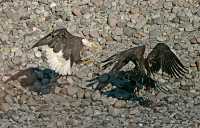 Bald Eagles Fighting Over Salmon, Squamish, British Columbia, Canada CM11-04