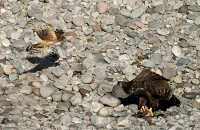 Bald Eagle and Hawk Fighting Over Salmon, Squamish, British Columbia, Canada CM11-12