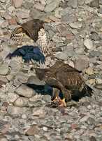 Bald Eagles Feeding On Salmon, Squamish, British Columbia, Canada CM11-13