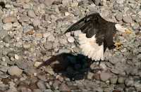 Bald Eagles Fighting Over Salmon, Squamish, British Columbia, Canada CM11-05