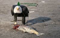 Highlight for Album: Bald Eagles Eating Salmon, Squamish, British Columbia, Canada, Canadian Wildlife Stock Photos