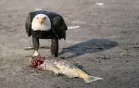 Bald Eagle Feeding on Salmon, Squamish, British Columbia, Canada CM11-02