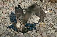 Bald Eagles Fighting Over Salmon, Squamish, British Columbia, Canada CM11-03