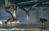 Highlight for Album: Bald Eagle Photos, Squamish, Brackendale, Photographed on January 2009,  British Columbia. Canada, Canadian Wildlife Stock Photos 