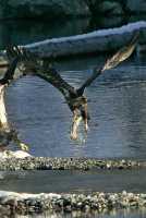 Juvenile Bald Eagle Catching Fish CM11-16