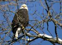 Bald Eagle CM11-01 