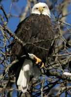 Bald Eagle CM11-03 