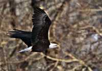 Bald Eagle CM11-04 