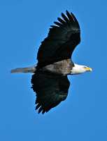 Bald Eagle CM11-06 