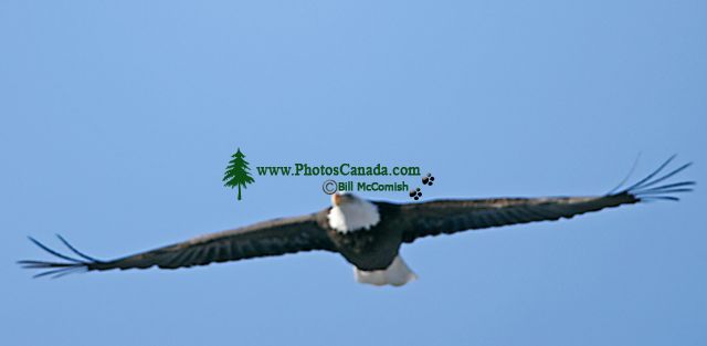 Bald Eagle CM11-09 
