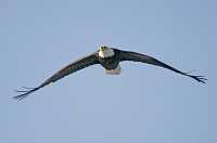 Bald Eagle CM11-10 