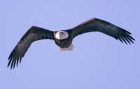 Bald Eagle CM11-11