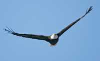 Bald Eagle CM11-12