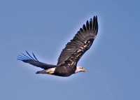 Bald Eagle CM11-13