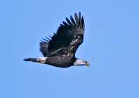 Bald Eagle CM11-14