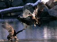 Juvenile Bald Eagles CM11-17