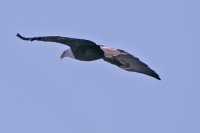 Bald Eagle CM11-18