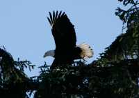 Bald Eagle CM11-19