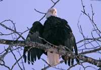 Bald Eagle Scratching Head CM11-21