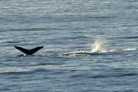 Inside Passage Cruise, Port Hardy To Prince Rupert, Humpback Whales, CM11-04