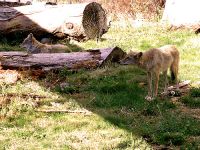 Coyote, BC Wildlife Park, Kamloops, British Columbia, Canada   05