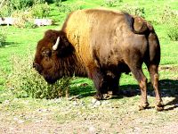 Bison, BC Wildlife Park, Kamloops, British Columbia, Canada   04