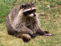 Raccoon, BC Wildlife Park, Kamloops, British Columbia, Canada   02