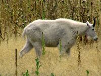 Mountain Goat, BC Wildlife Park, Kamloops, British Columbia, Canada   03