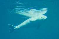 Beluga Newborn Baby, Vancouver Aquarium, June 27, 2008, British Columbia, Canada CM11-009