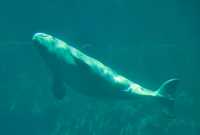 Beluga Newborn Baby, Vancouver Aquarium, June 27, 2008, British Columbia, Canada CM11-008