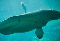 Highlight for Album: Vancouver Aquarium's Newborn Beluga Whale and Mother Qila Photos, June, 27, 2008,  British Columbia Stock Photos, Stock Photos Vancouver