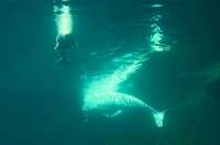 Beluga Whale Mother Qila and Newborn Baby, Vancouver Aquarium, June 27, 2008, British Columbia, Canada CM11-002