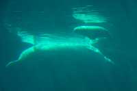 Beluga Whale Mother Qila and Newborn Baby, Vancouver Aquarium, June 27, 2008, British Columbia, Canada CM11-003