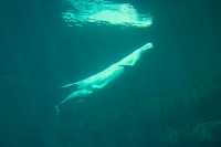 Beluga Whale Mother Qila and Newborn Baby Nursing, Vancouver Aquarium, June 27, 2008, British Columbia, Canada CM11-005