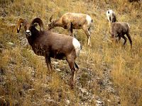 Rocky Mountain Bighorn Sheep Band 02
