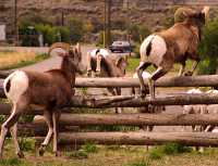Big Horn Sheep Band 18
