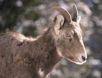 Big Horn Sheep CM11-24