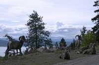 Big Horn Sheep CM11-35
