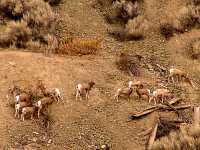 Big Horn Sheep Family, Spence's Bridge, British Columbia, Canada 19