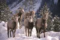Big Horn Sheep CM11-23