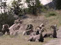 Big Horn Sheep CM11-36