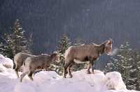 Big Horn Sheep CM11-22
