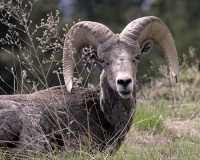 Big Horn Sheep CM11-37