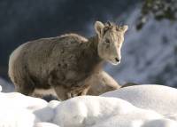 Highlight for Album: Big Horn Sheep, Western Canada, Canadian Wildlife Stock Photos
