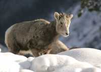 Big Horn Sheep CM11-28