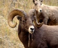 Rocky Mountain Bighorn Sheep Ram 05