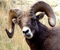 Rocky Mountain Bighorn Sheep Ram 08