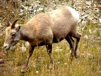 Rocky Mountain Bighorn Sheep Lamb 03