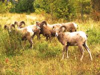 Rocky Mountain Bighorn Sheep Band 01